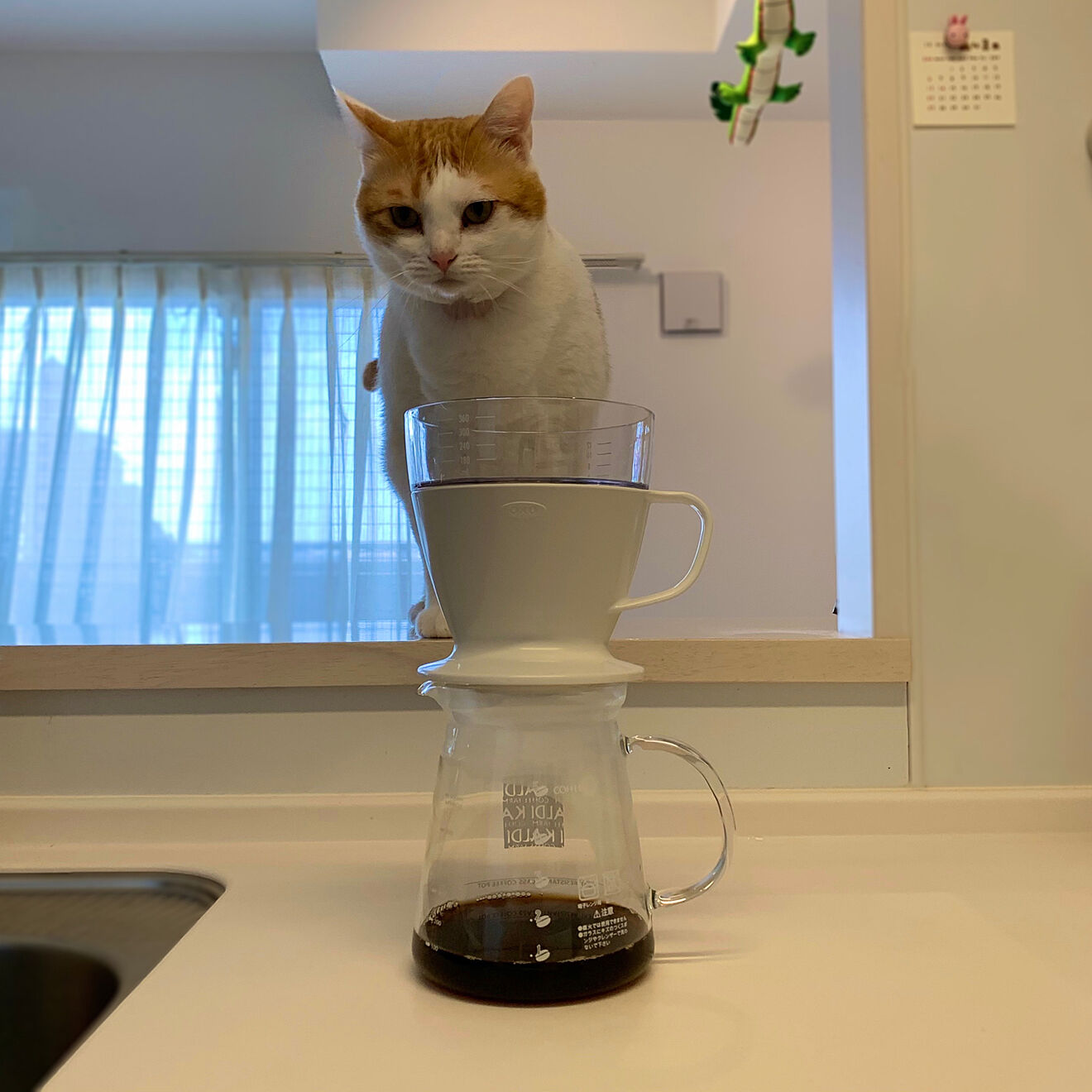 コーヒー かす 猫 よ け