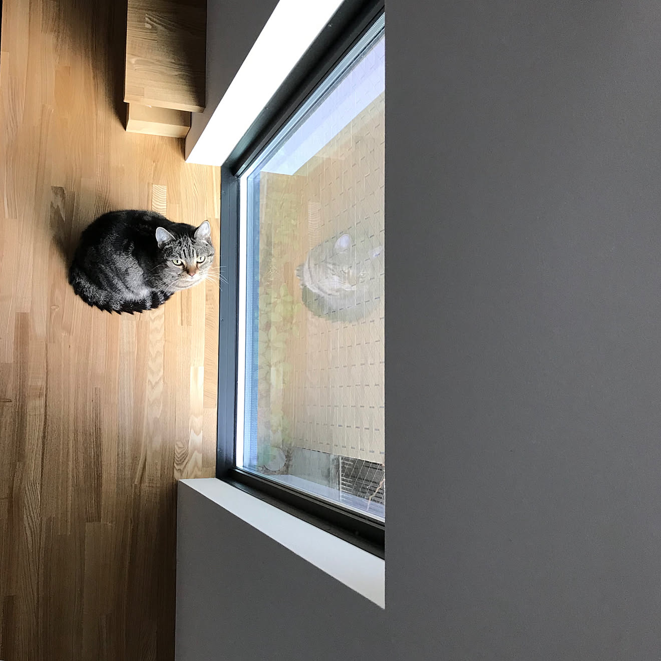 壁/天井/ねこ窓/FIX窓/キャットウォーク/キャットステップ&hellip;などのインテリア実例 20190120 134253