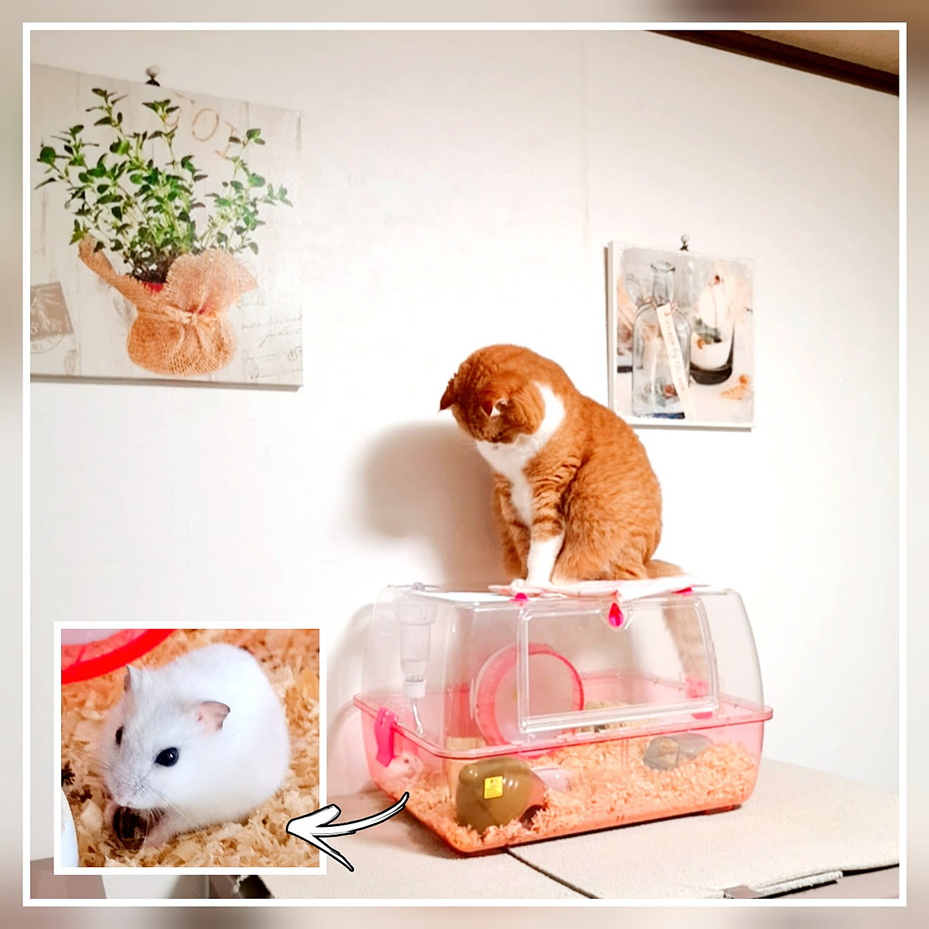 部屋全体/ハムスターと暮らす/ねこと暮らす/ハムちゃん♡/にゃんこ&hellip;などのインテリア実例 20210404 124058