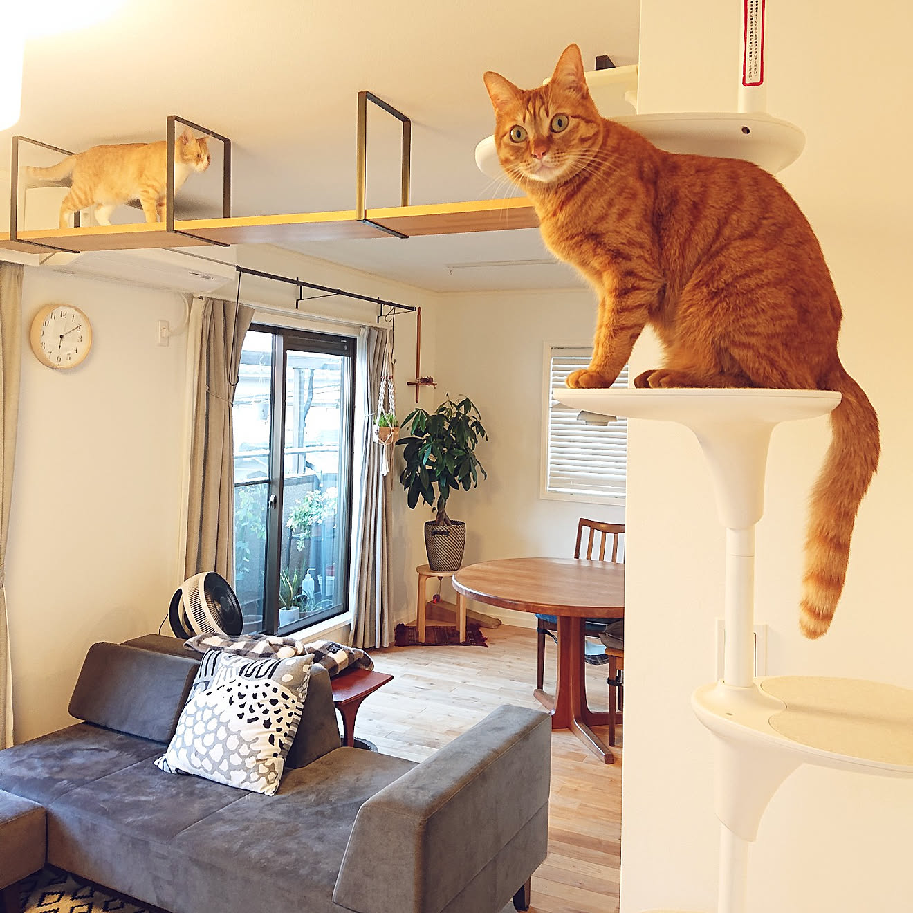 部屋全体/ペットと暮らすインテリア/ねこと暮らす/吊り戸棚/ねこのいる日常&hellip;などのインテリア実例 20210525 2140