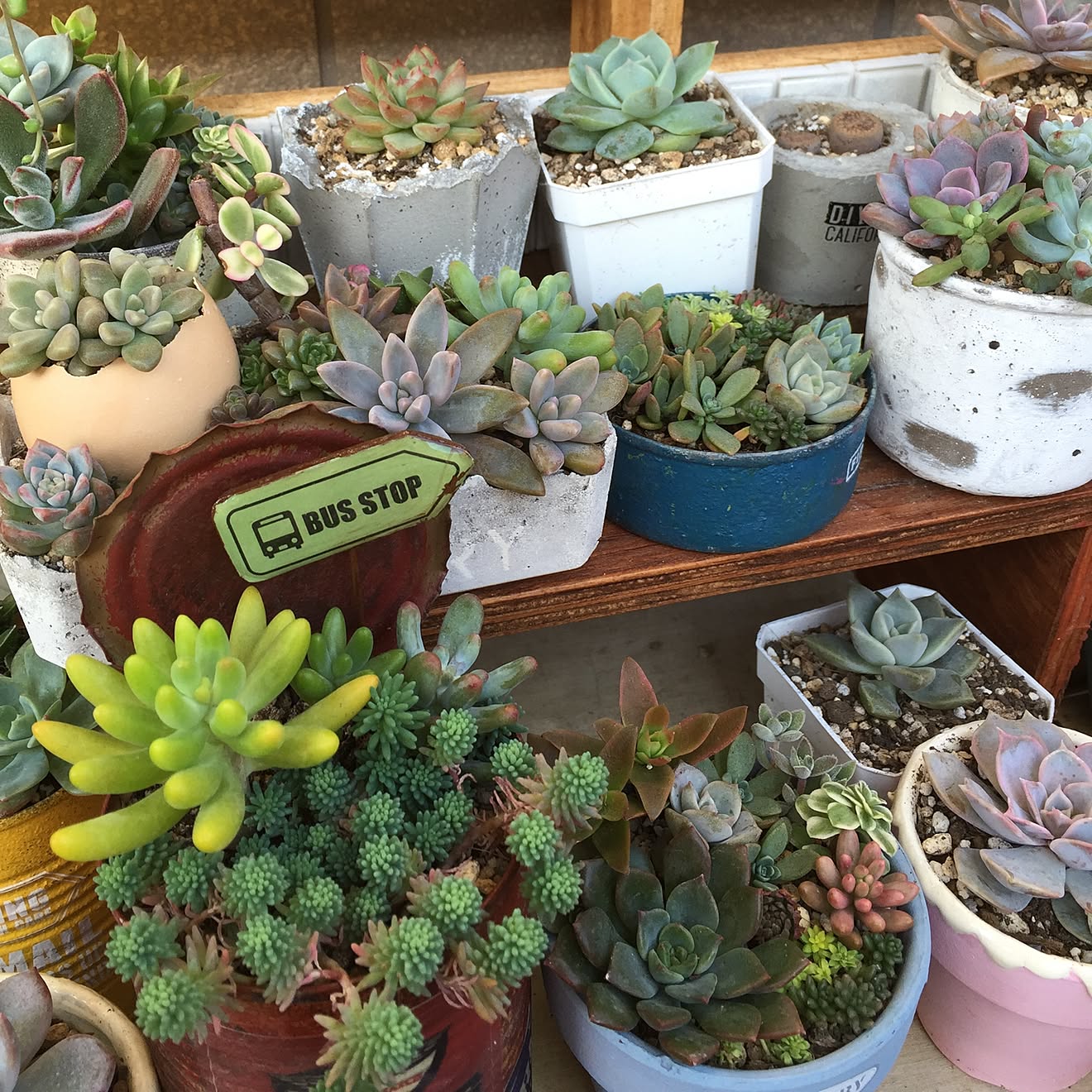 多肉の寄せ植え/多肉棚/べらんだGarden。/succulent plants/リメ缶&hellip;などのインテリア実例 20151027