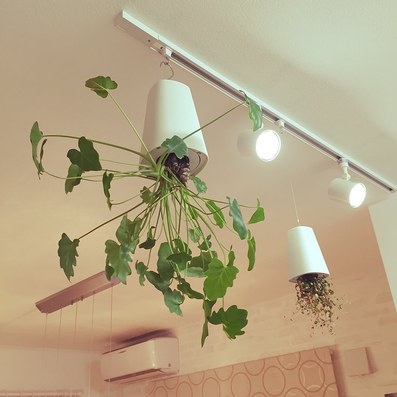 壁/天井/観葉植物/照明のインテリア実例 20150412 210910 ｜ RoomClip（ルームクリップ）