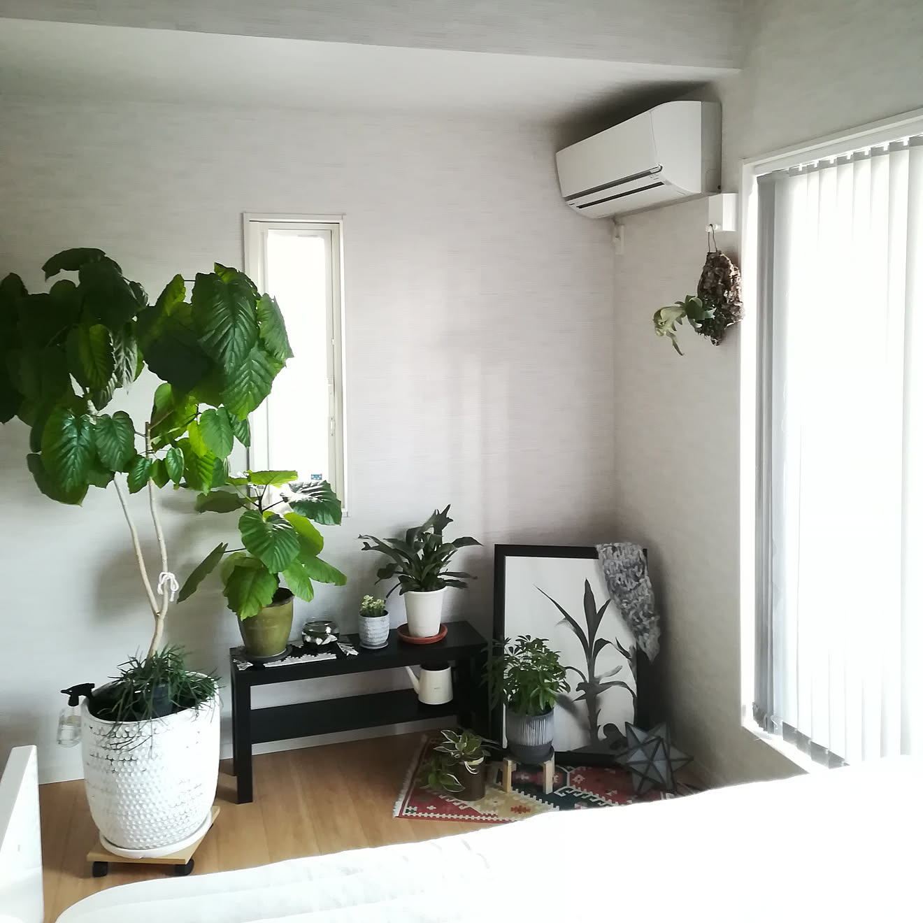 ベッド周り/観葉植物/モニター応募投稿/寝室/ウンベラータ...などのインテリア実例 20200323 181923 | RoomClip(ルームクリップ) ベッド周り/観葉植物/モニター応募投稿/寝室/ウンベラータ...などのインテリア実例 20200323 181923 | RoomClip(ルームクリップ)
