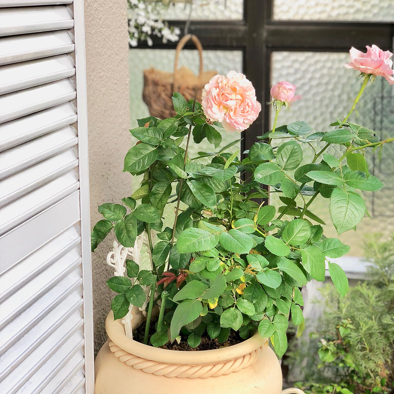 玄関/入り口/ペンキ塗り/ミニ薔薇/ホワイト/植木鉢&hellip;などのインテリア実例 20180519 152713