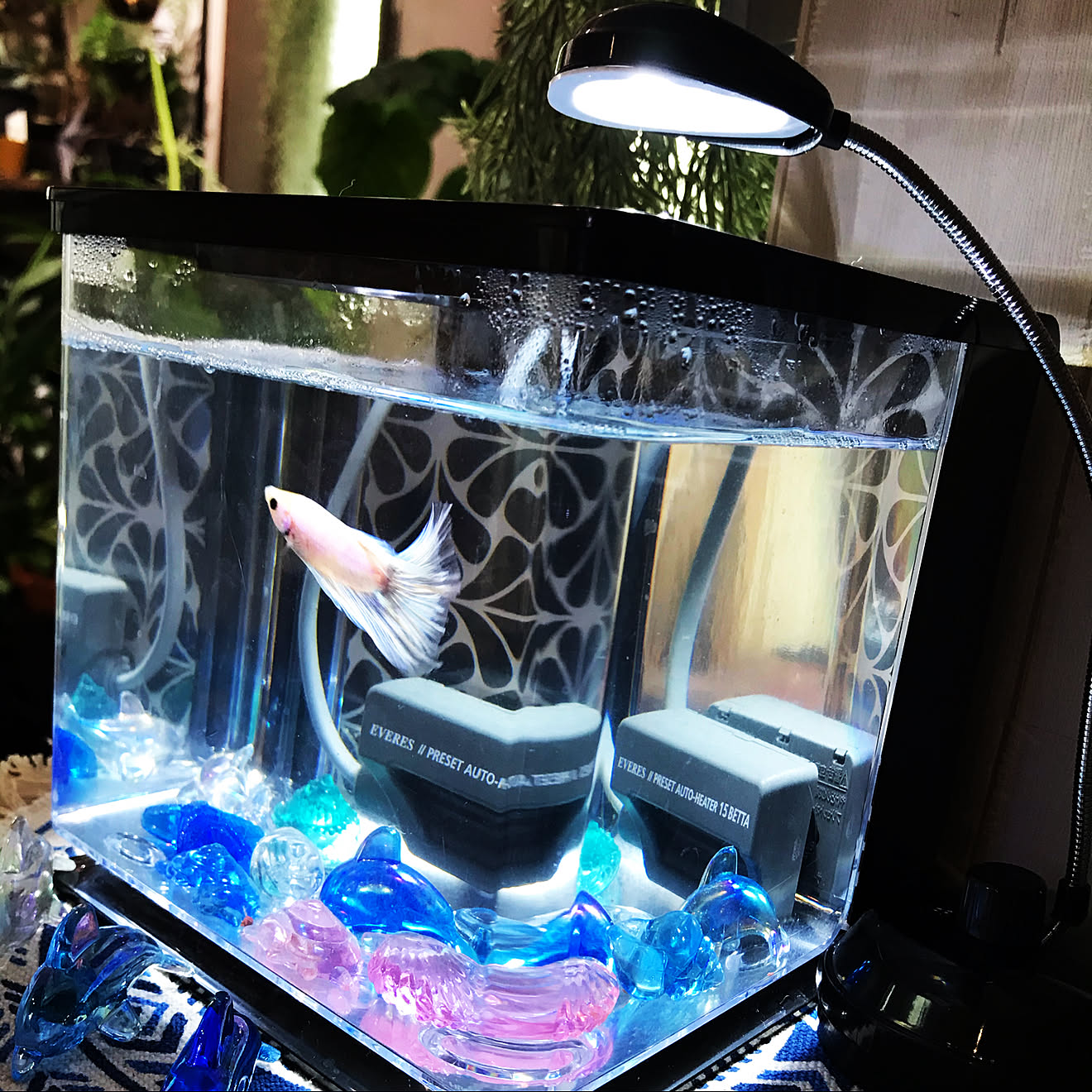 ベタ/GEX/植物のある暮らし/水槽のある部屋/西海岸&hellip;などのインテリア実例 20210108 163802