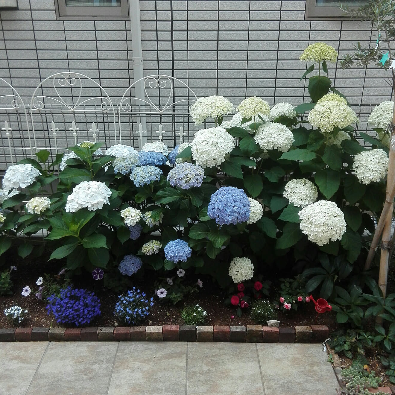 玄関/入り口/アナベル/花壇の花/ガーデニング/紫陽花&hellip;などのインテリア実例 20180605 101441