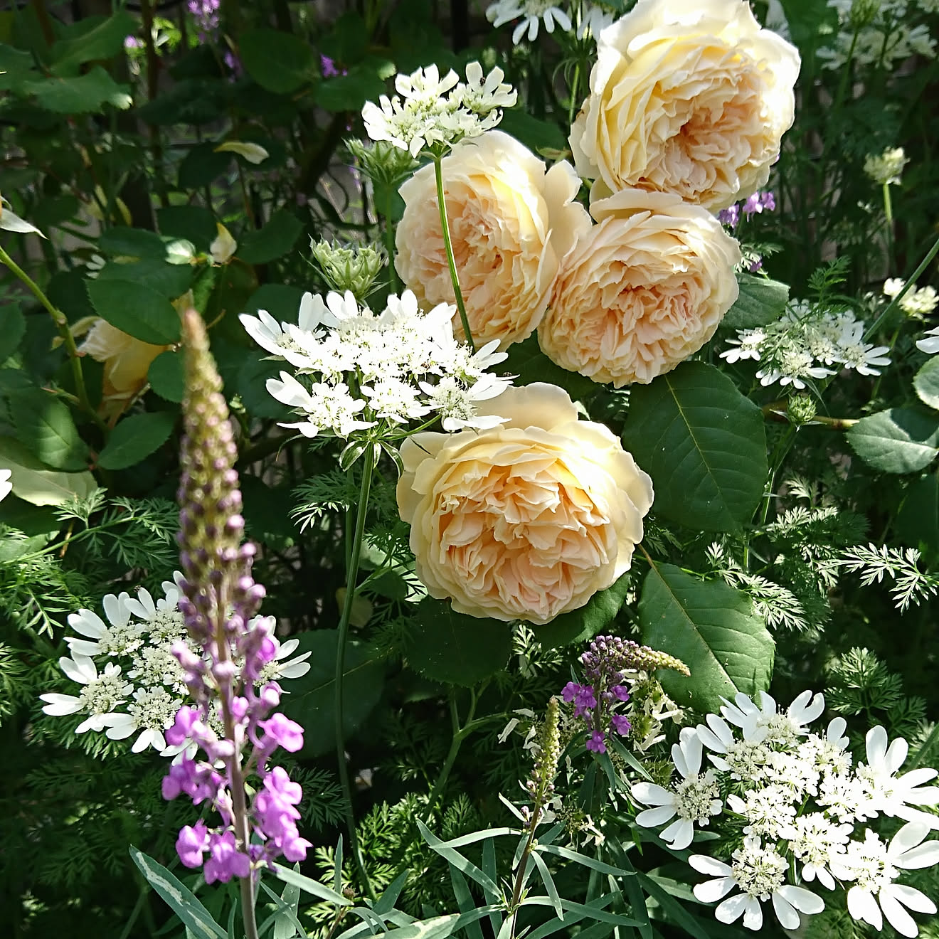 玄関/入り口/ばらの庭/イングリッシュローズ/北側玄関/植物のある暮らし&hellip;などのインテリア実例 20190516 153923