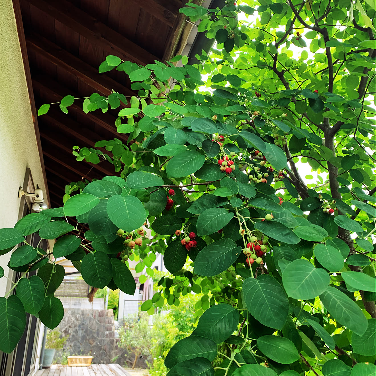 玄関/入り口/ジューンベリーの木/ウッドデッキ/ナチュラルガーデンのインテリア実例 20160519 172248