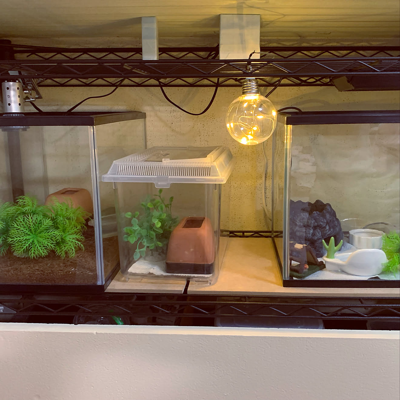 ピカコーポレーションガラス温室(植物用、観葉植物、園芸用品、爬虫類飼育用) ピカコーポレーション 温室 ガラス温室 爬虫類 観葉植物