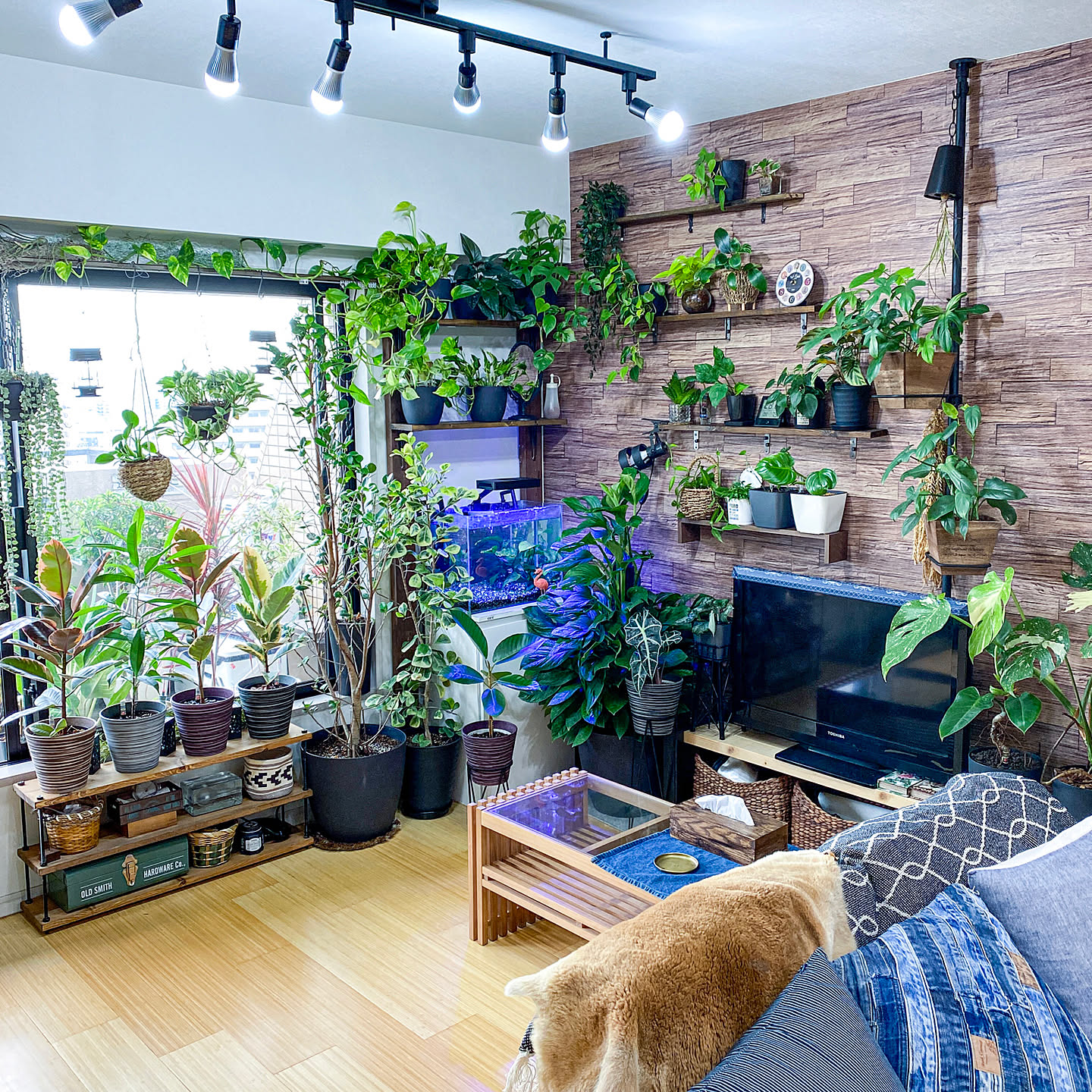 観葉植物のある部屋 観葉植物だらけのおすすめ商品とおしゃれな実例 ｜ RoomClip（ルームクリップ）