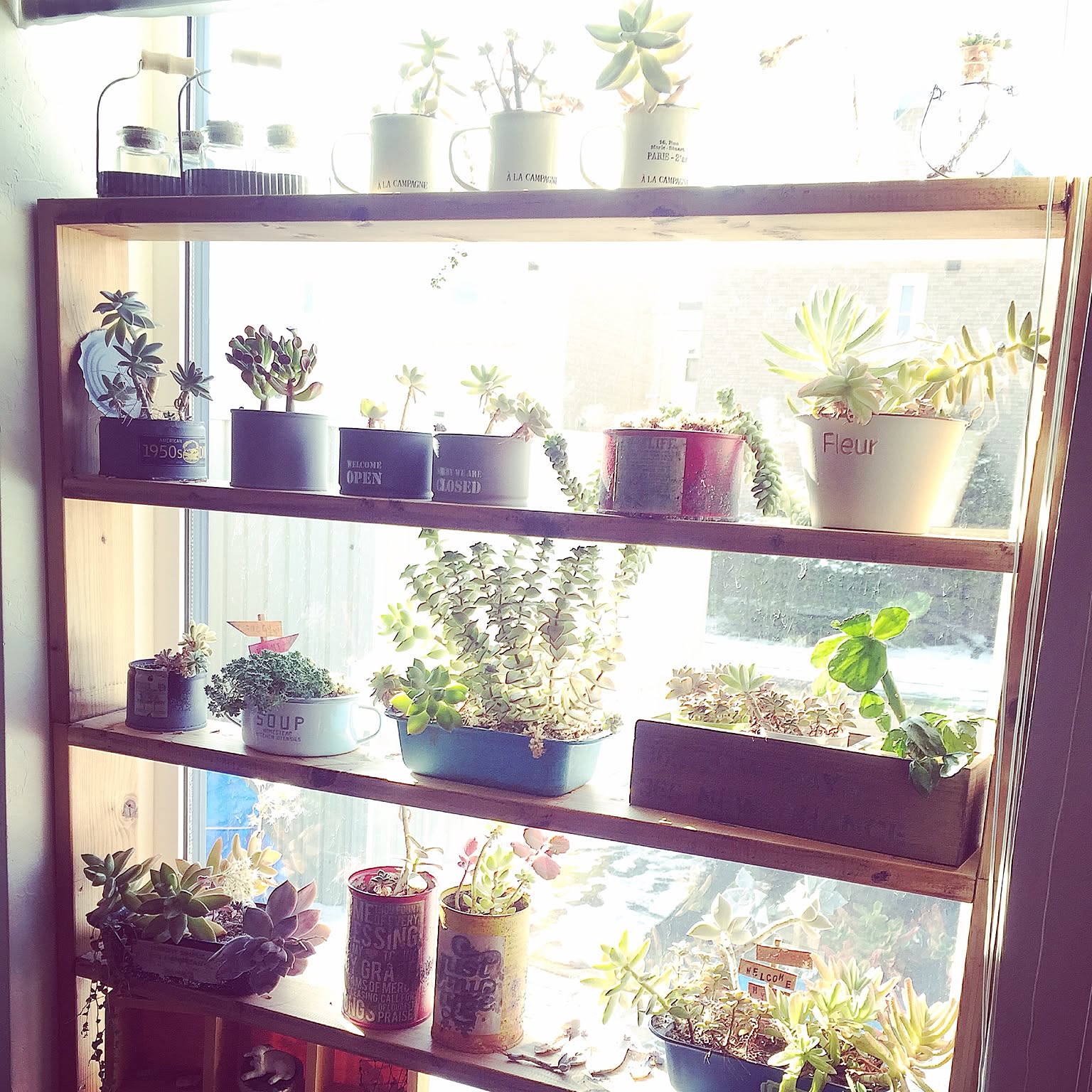 My Shelf/窓辺/リメ缶/多肉植物/多肉棚/観葉植物&hellip;などのインテリア実例 20160421 122307