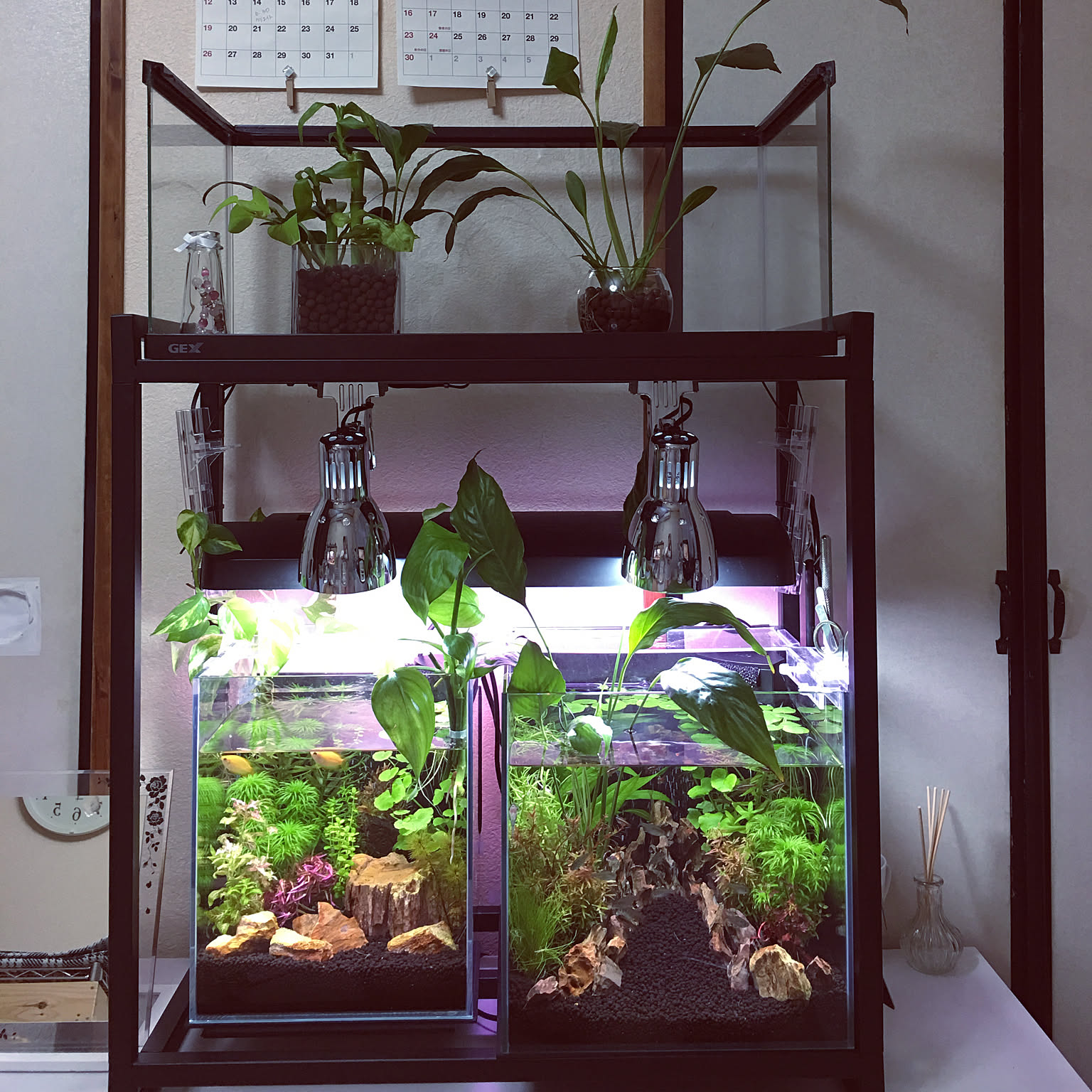 My Shelf/スパティフィラム/一人暮らし/水槽照明/水槽/水草&hellip;などのインテリア実例 20180829 180115