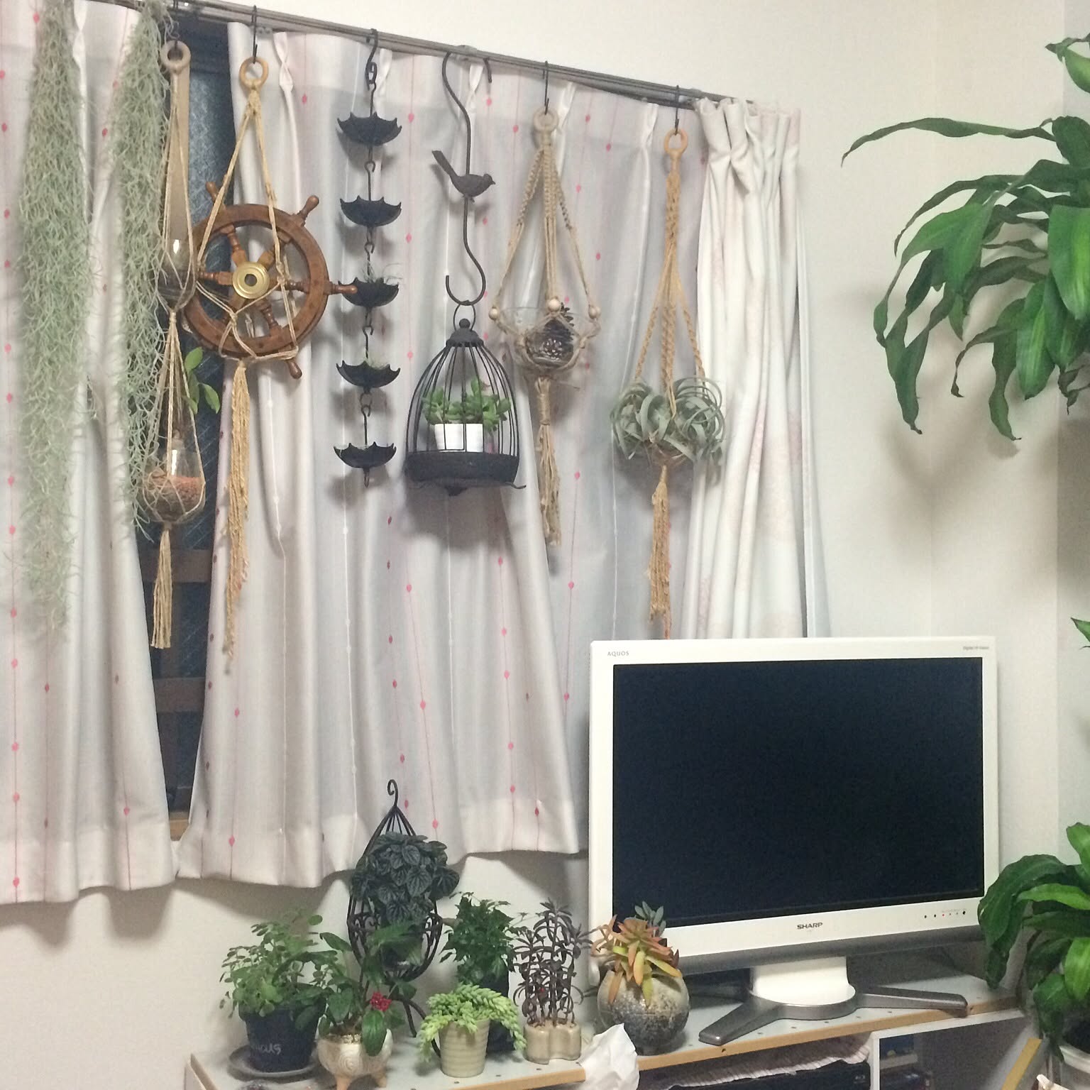Lounge/観葉植物/植物/雑貨/一人暮らし/多肉植物&hellip;などのインテリア実例 20151110 002042