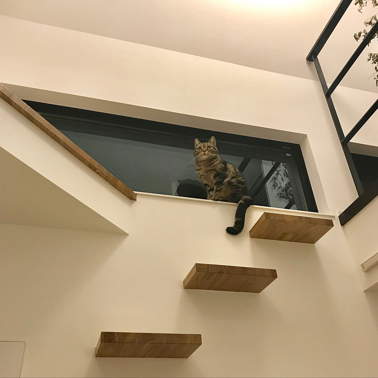 壁/天井/FIX窓/キャットウォーク/キャットタワー/猫のいる暮らし&hellip;などのインテリア実例 20180211 110000