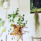 植物の写真