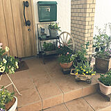 玄関　鉢植えの写真