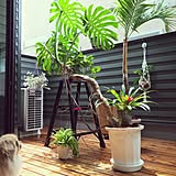 観葉植物の写真