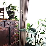 畳部屋と植物の写真