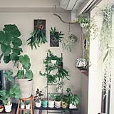 植物の写真