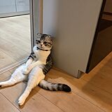 猫ちゃん用棚の写真