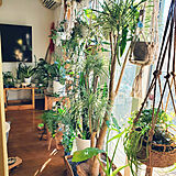 観葉植物　飾り棚の写真