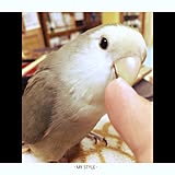 インコちゃんの写真