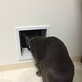 猫の写真