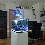 aquariumの写真