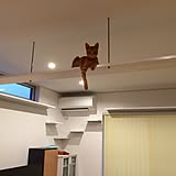 キャットウォークの写真