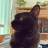 黒猫ちゃんの写真
