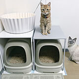 猫トイレ棚の写真