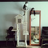 猫タワーの写真
