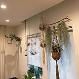 観葉植物の写真