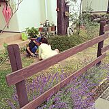 庭の写真