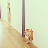 キャットウオークの写真