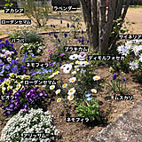 庭の花の写真