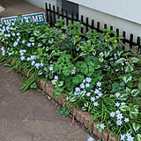 日陰花壇の写真