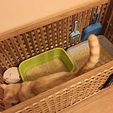 猫トイレの写真