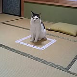 ねこの写真