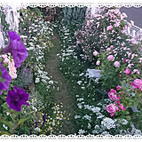 庭　花の写真