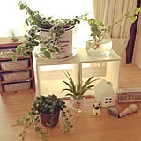 植物の写真