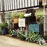 玄関 植物の写真