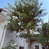 オリーブの木の写真