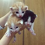 かわいいねこちゃんの写真