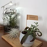 植物の写真