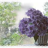 紫陽花図鑑の写真