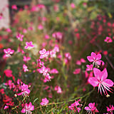 素敵な花壇の写真