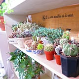 Succulentsの写真