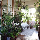 植物に囲まれたお部屋の写真