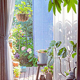 植物とカーテンの写真